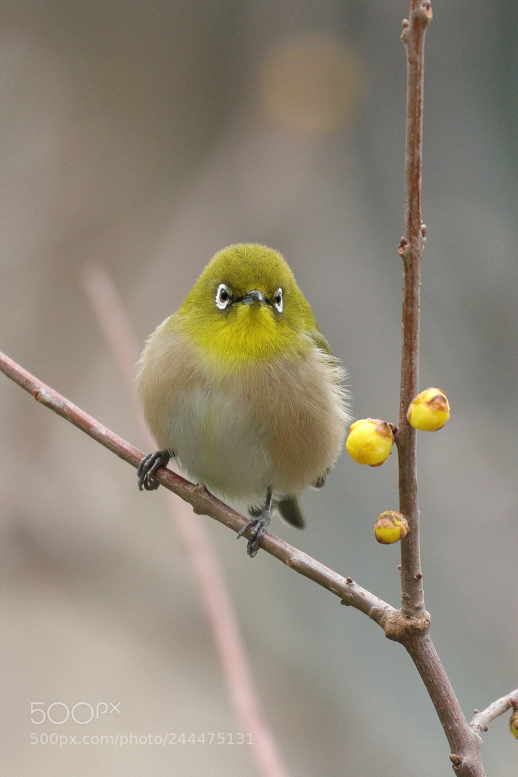 Canon EOS 7D Mark II sample photo. White eye 1603 photography