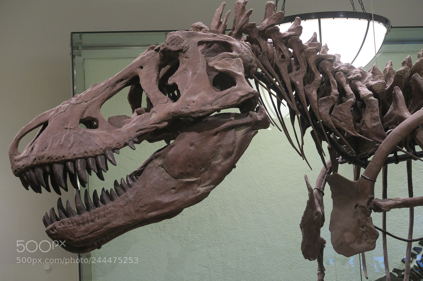 Canon PowerShot G5 X sample photo. Dinosaur fossil photography
