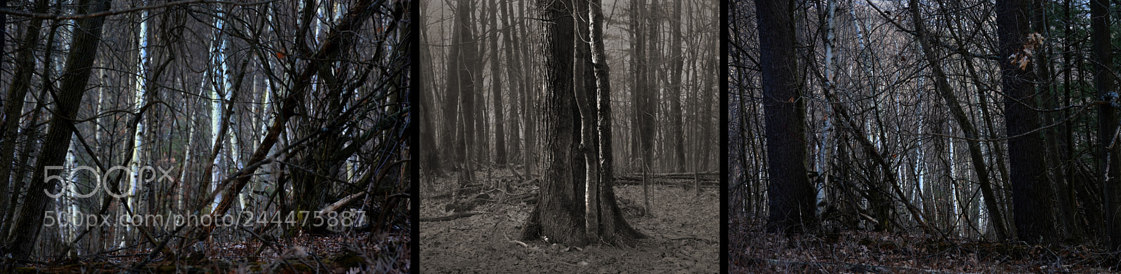 Nikon D7100 sample photo. Campsite triptych photography