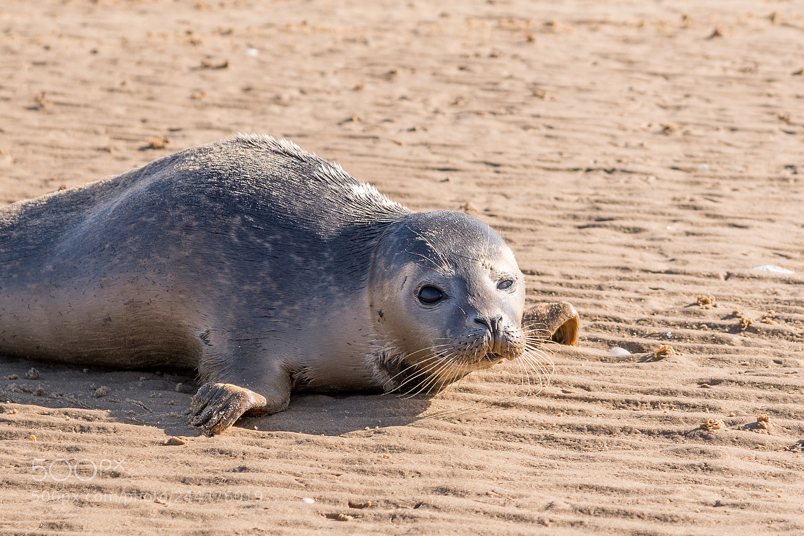 Nikon D810 sample photo. Stranded seal pup photography