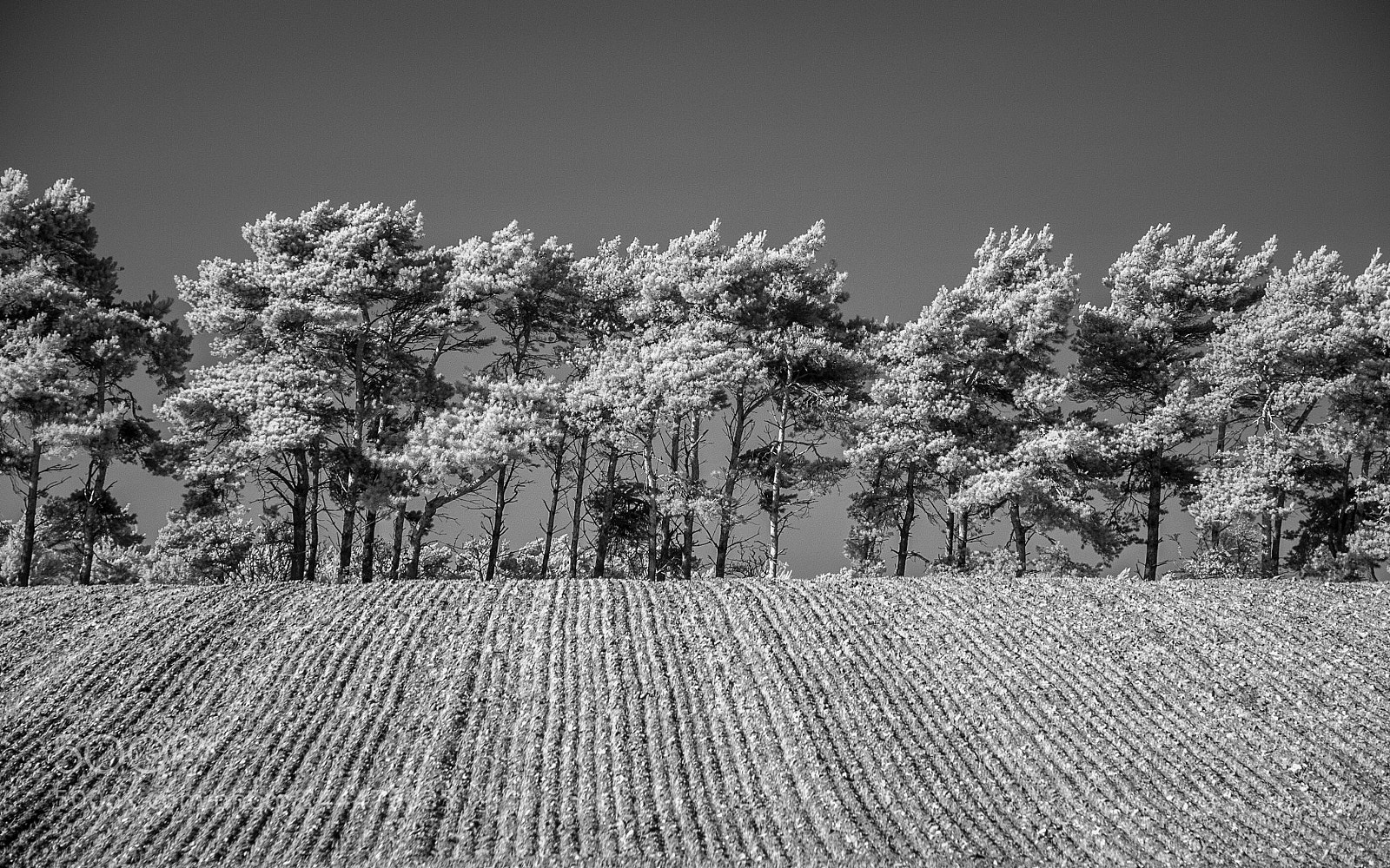 Nikon D700 sample photo. Barrow common #1 photography