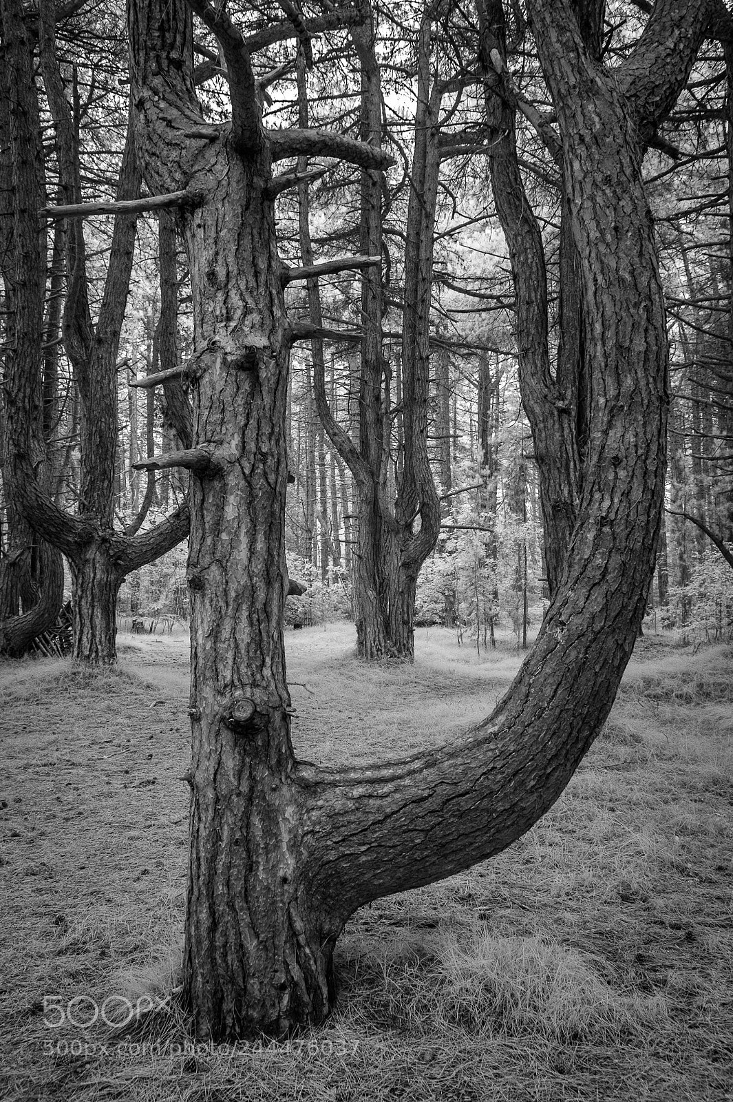 Nikon D700 sample photo. Holkham woods photography
