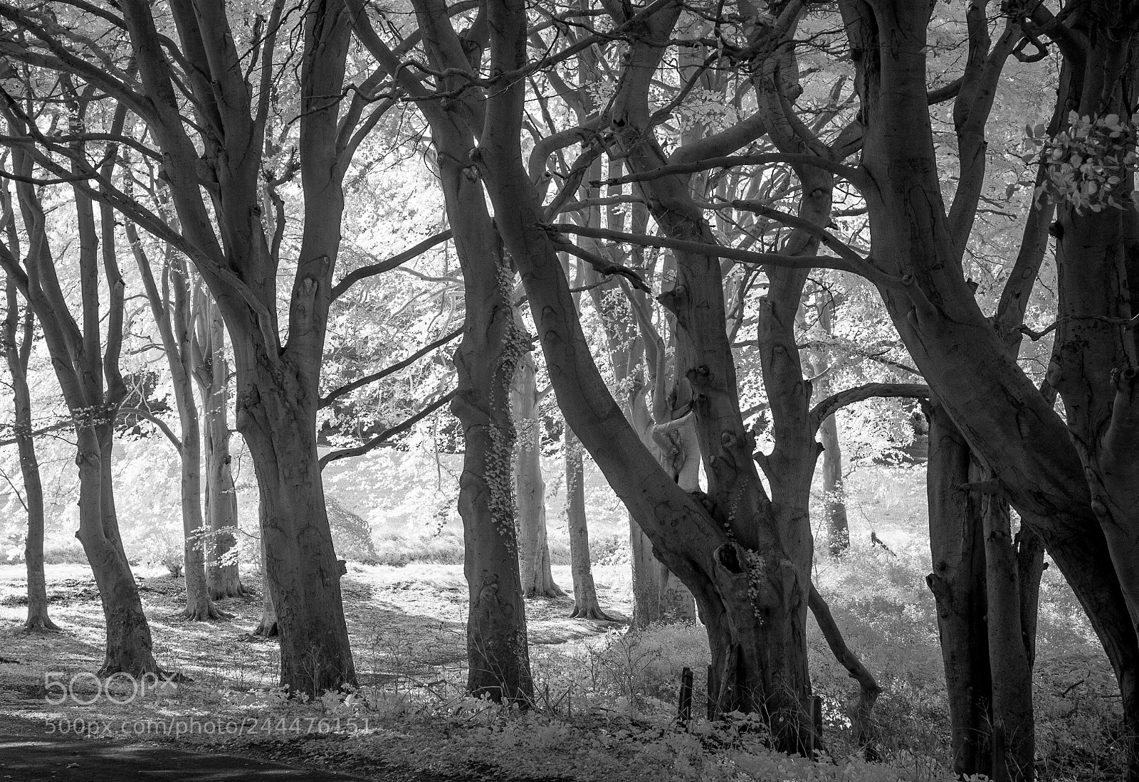 Nikon D700 sample photo. Barrow common #2 photography