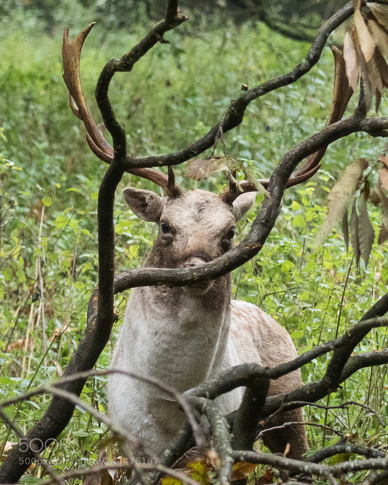 Nikon D810 sample photo. Stuck stag / fallow fellow photography