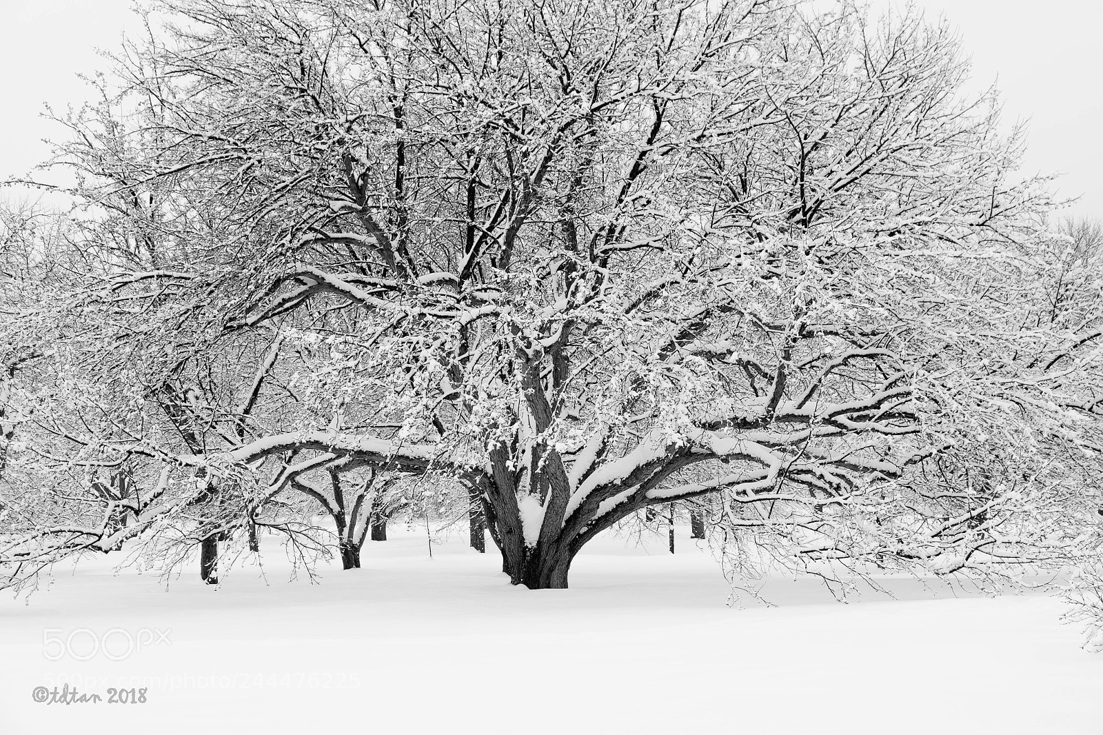 Fujifilm X-T1 sample photo. Winter - tree photography