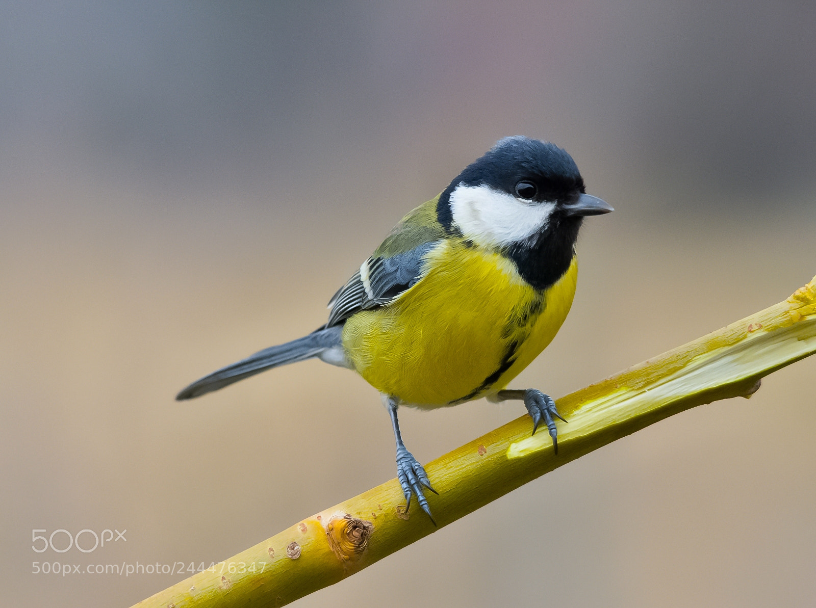 Nikon D7200 sample photo. Great tit photography