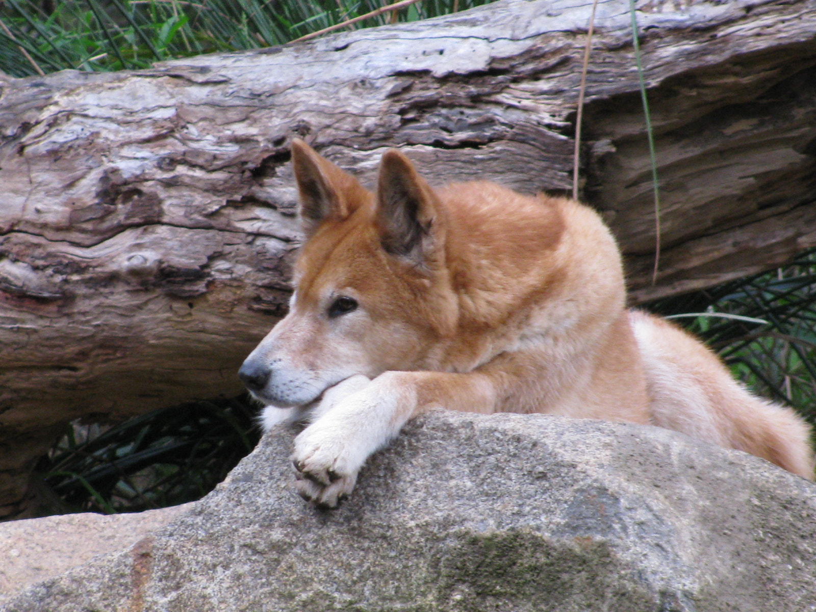 Canon PowerShot SX110 IS sample photo. Dingo photography