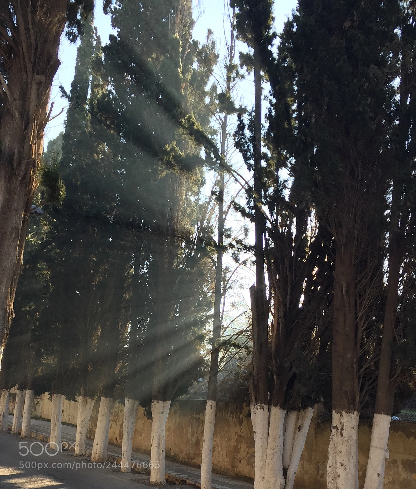 Apple iPhone 6 sample photo. Sunshine between the trees photography