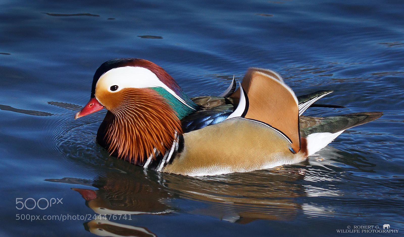 Sony SLT-A77 sample photo. Mandarin duck photography