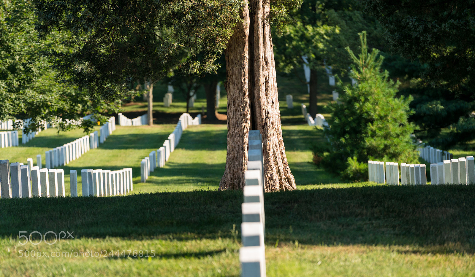 Sony a7R II sample photo. Rows of gravestone markers photography