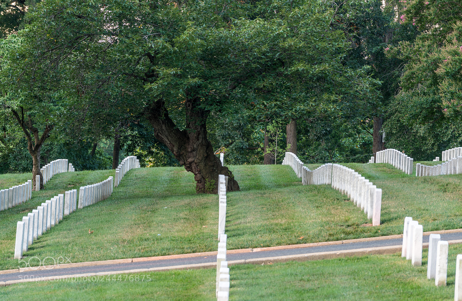 Sony a7R II sample photo. Rows of gravestone markers photography