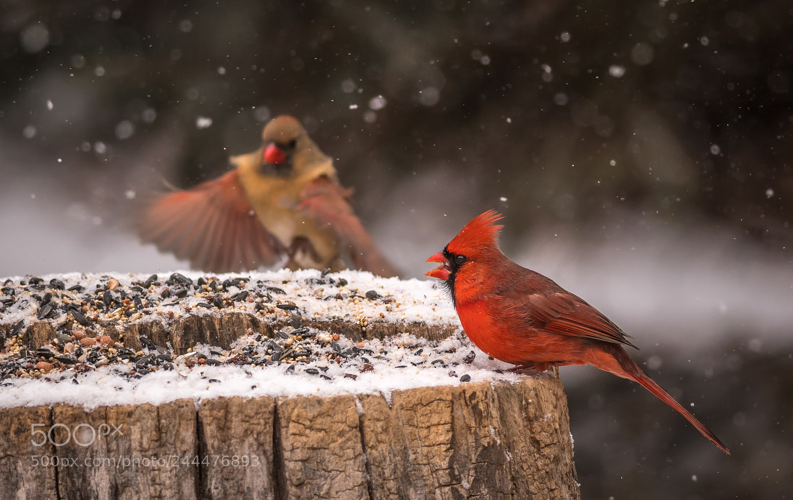 Nikon D500 sample photo. Fine dining in snowfall photography