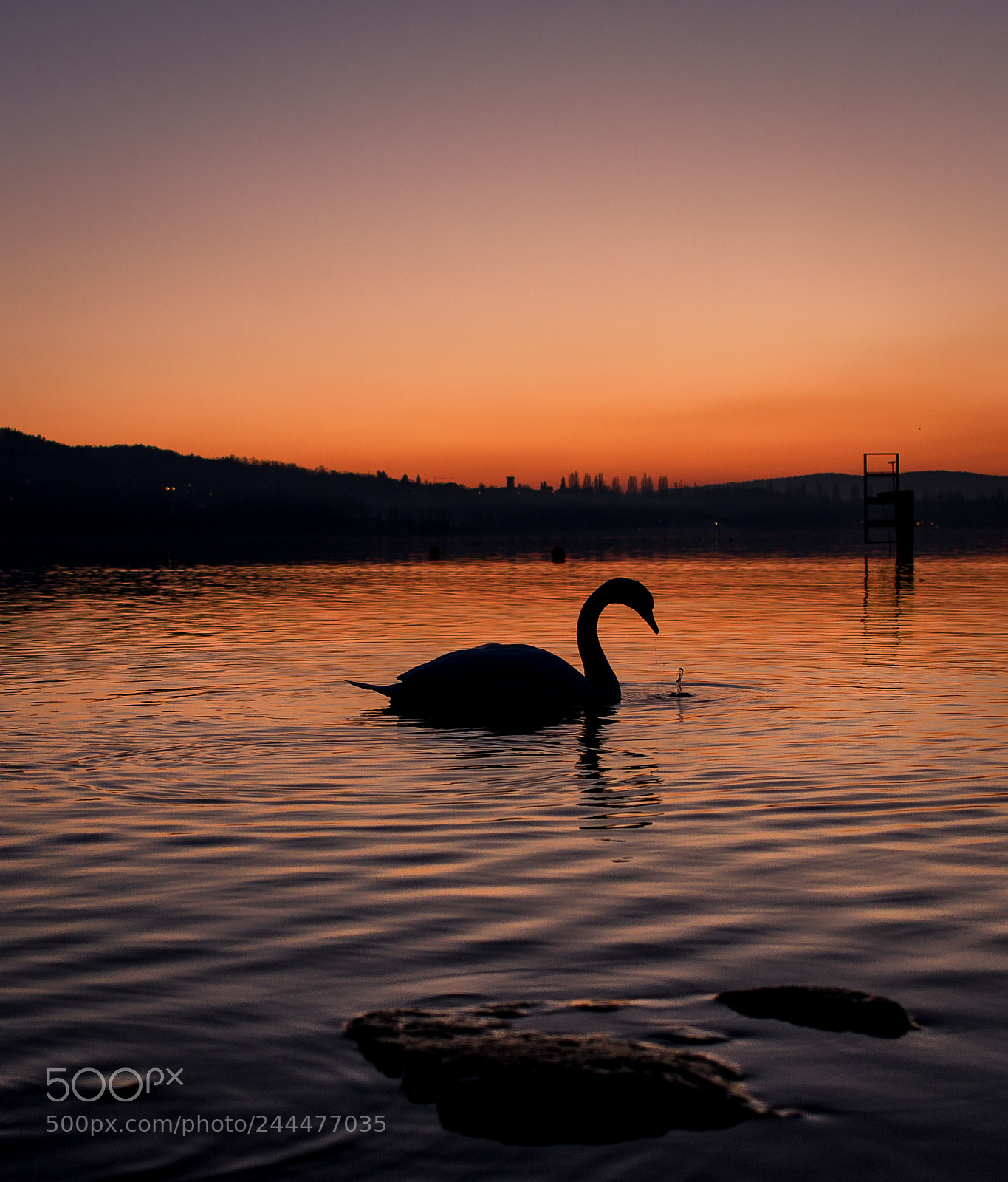 Canon EOS 7D sample photo. Black swan photography