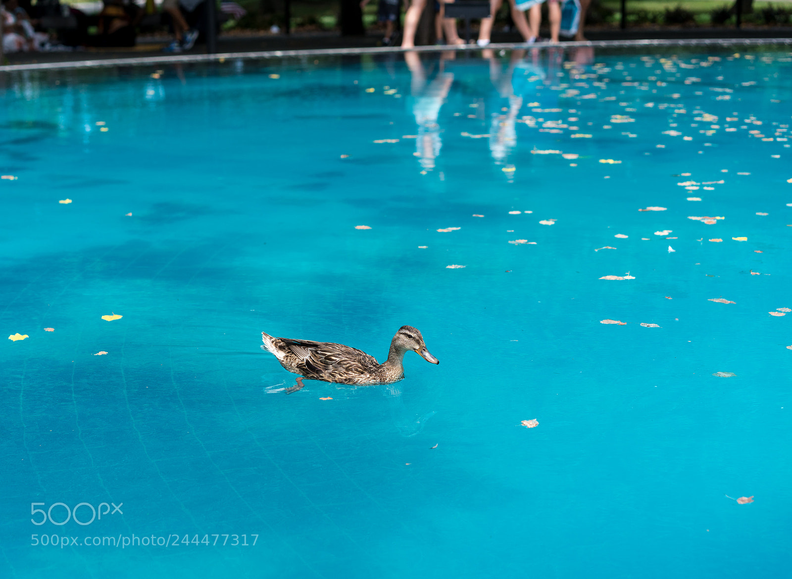 Sony a7R II sample photo. Duck swimming in reflecting photography