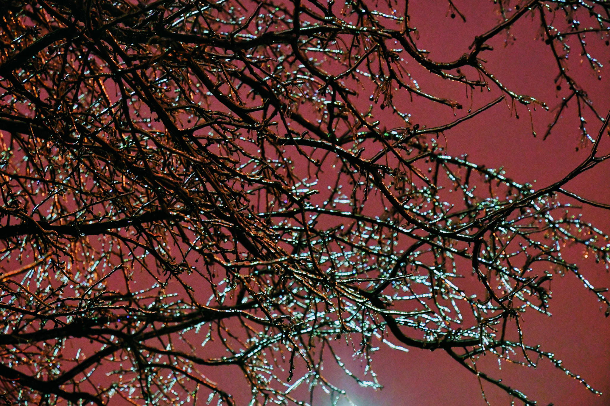 Nikon D7500 sample photo. Frozen branches  photography