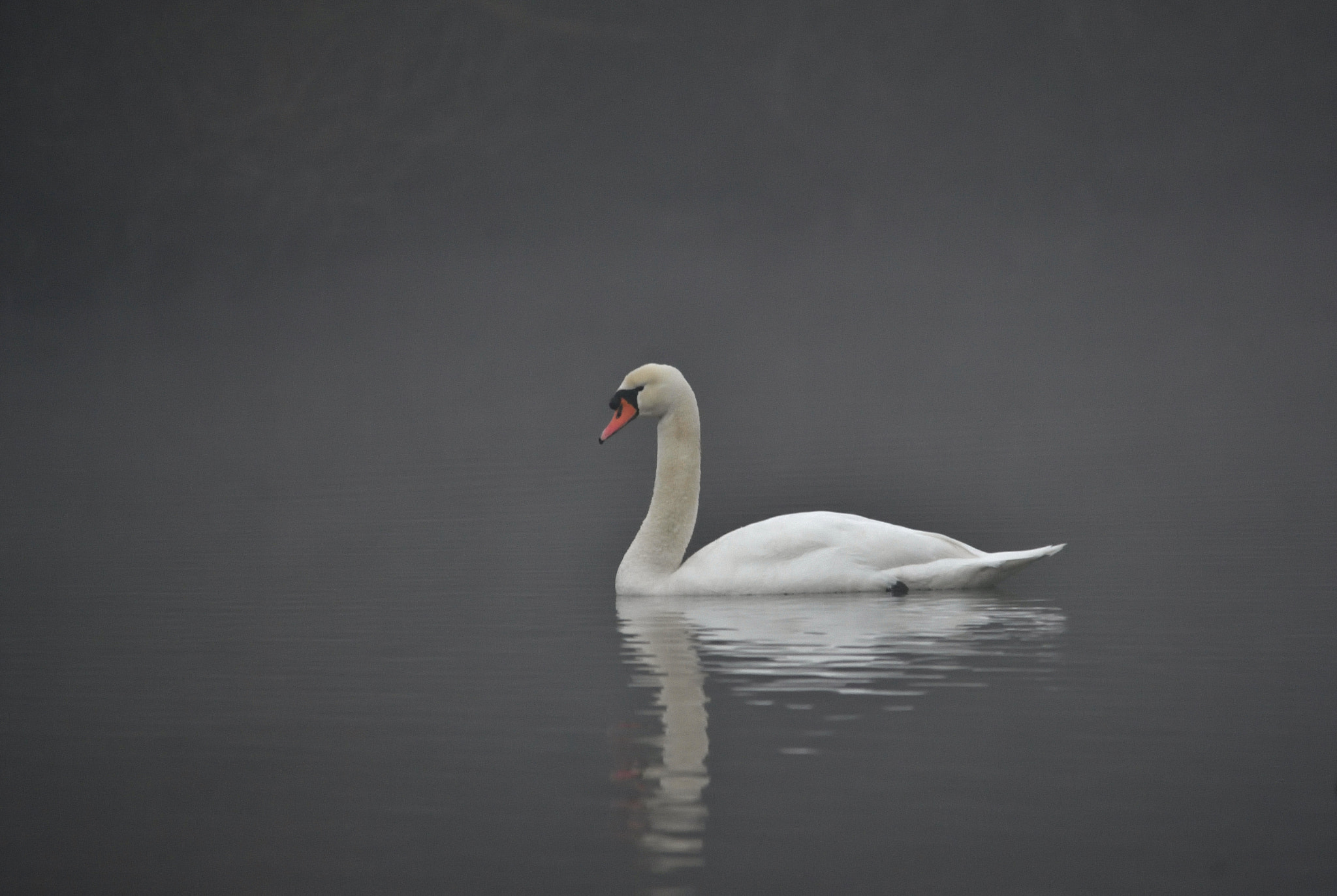 Nikon D7200 + Sigma 150-500mm F5-6.3 DG OS HSM sample photo. Misty morning photography