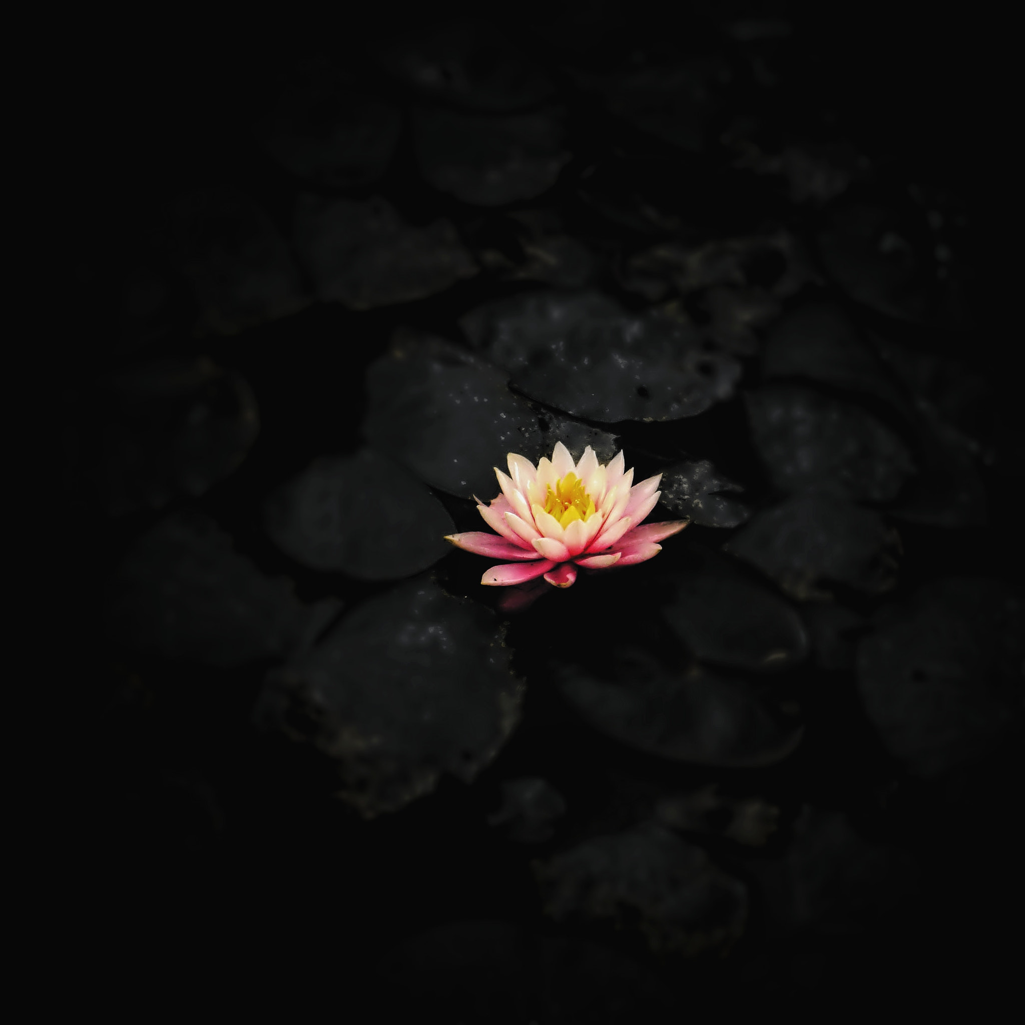 Panasonic Lumix DMC-GF2 sample photo. 莲花lotus photography
