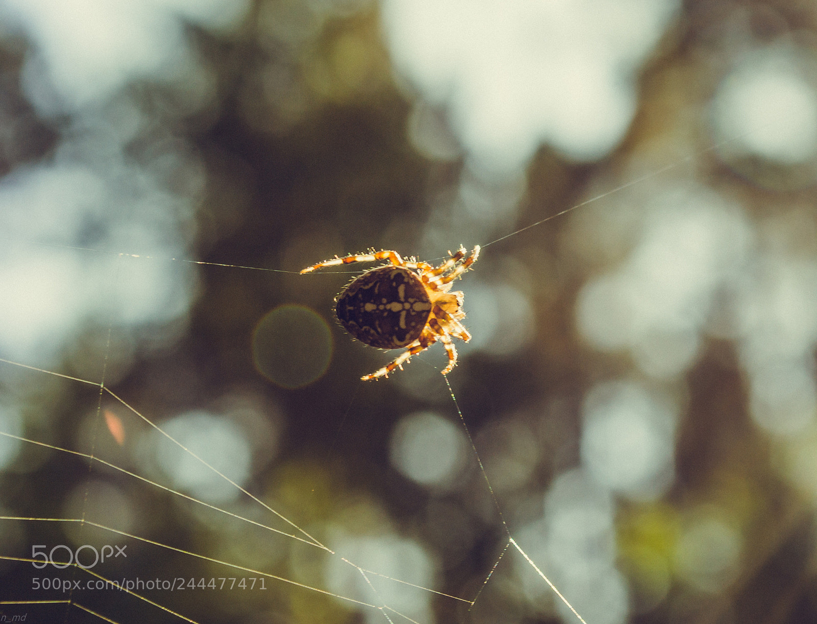 Nikon D3100 sample photo. Spider photography