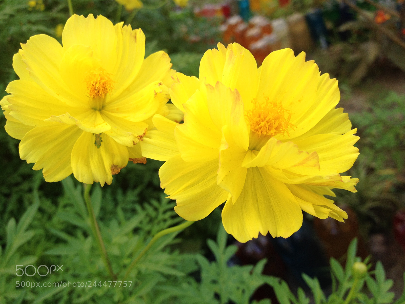 Apple iPhone 4S sample photo. Pretty one... photography