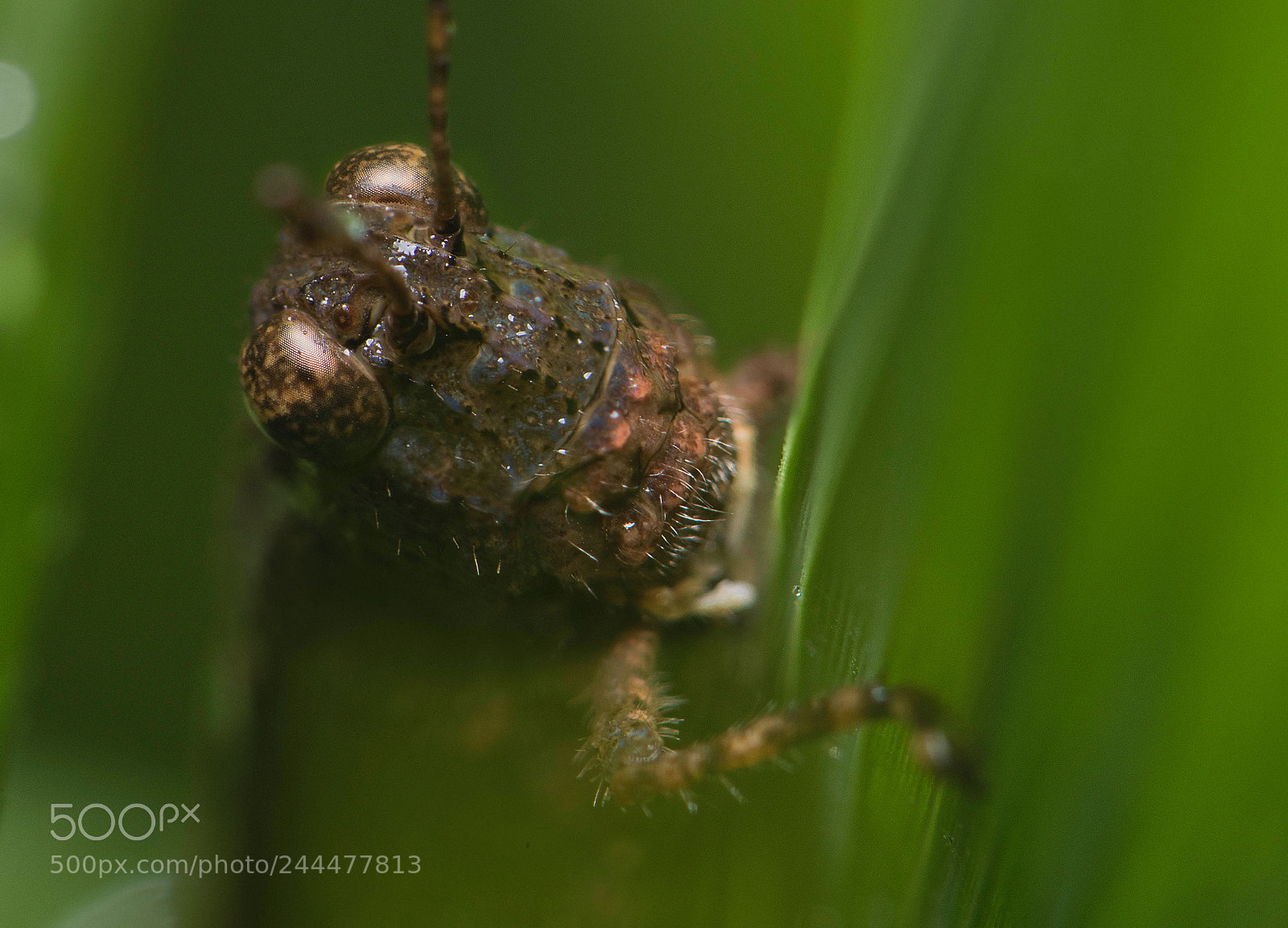 Nikon D810 sample photo. Grasshopper photography