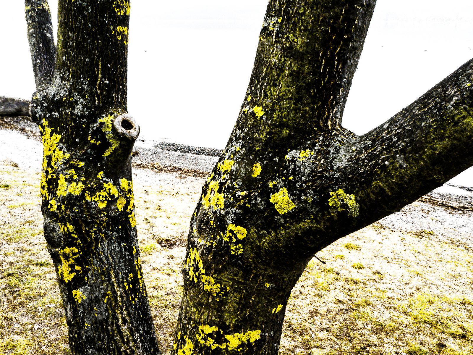 Panasonic DC-TZ91 sample photo. Baum am see photography