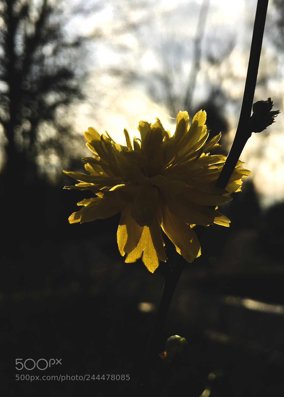 Apple iPhone 6 Plus sample photo. First little spring summoner photography