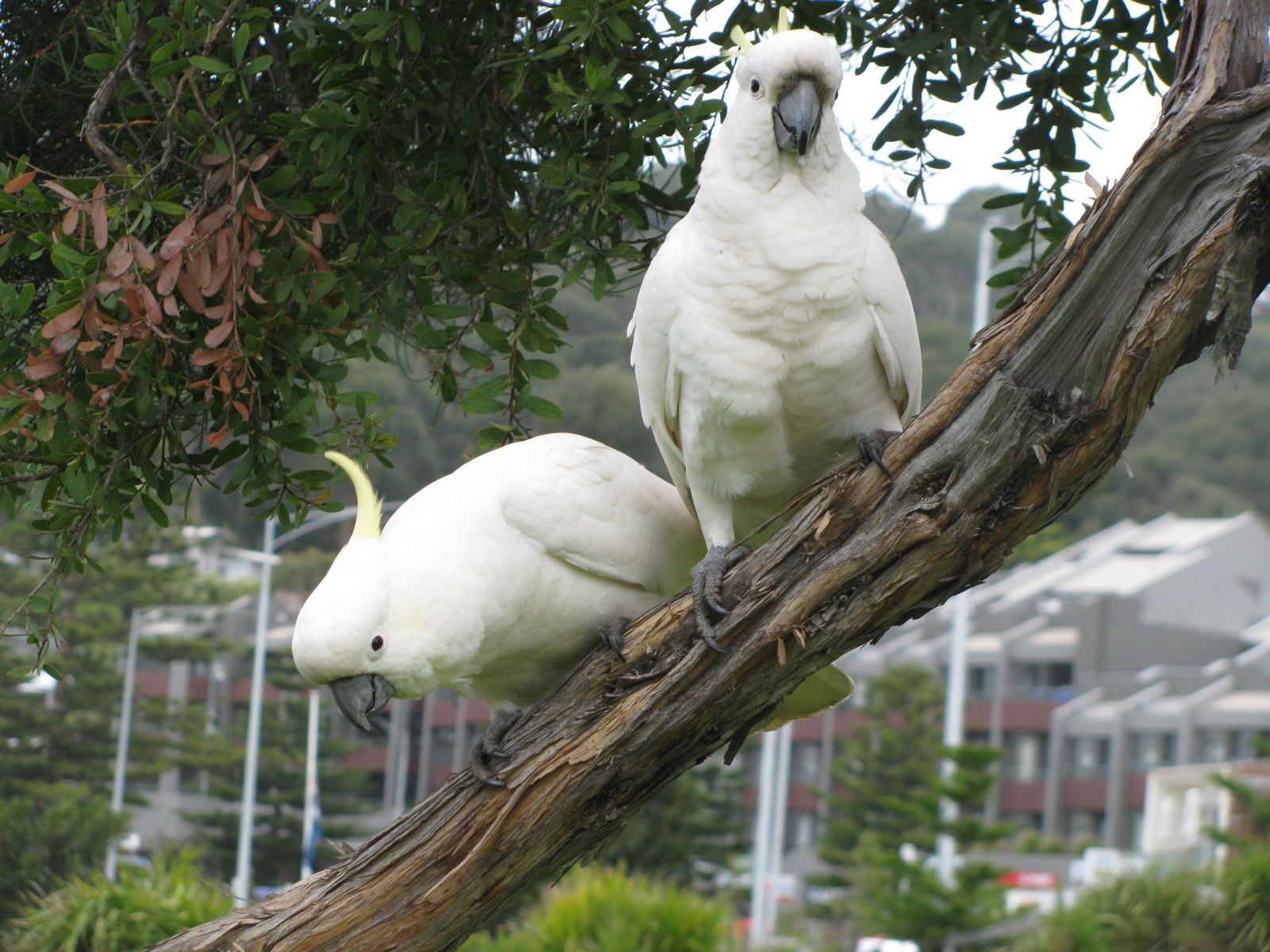 Canon PowerShot SX110 IS sample photo. Sulphur crested cockatoo photography