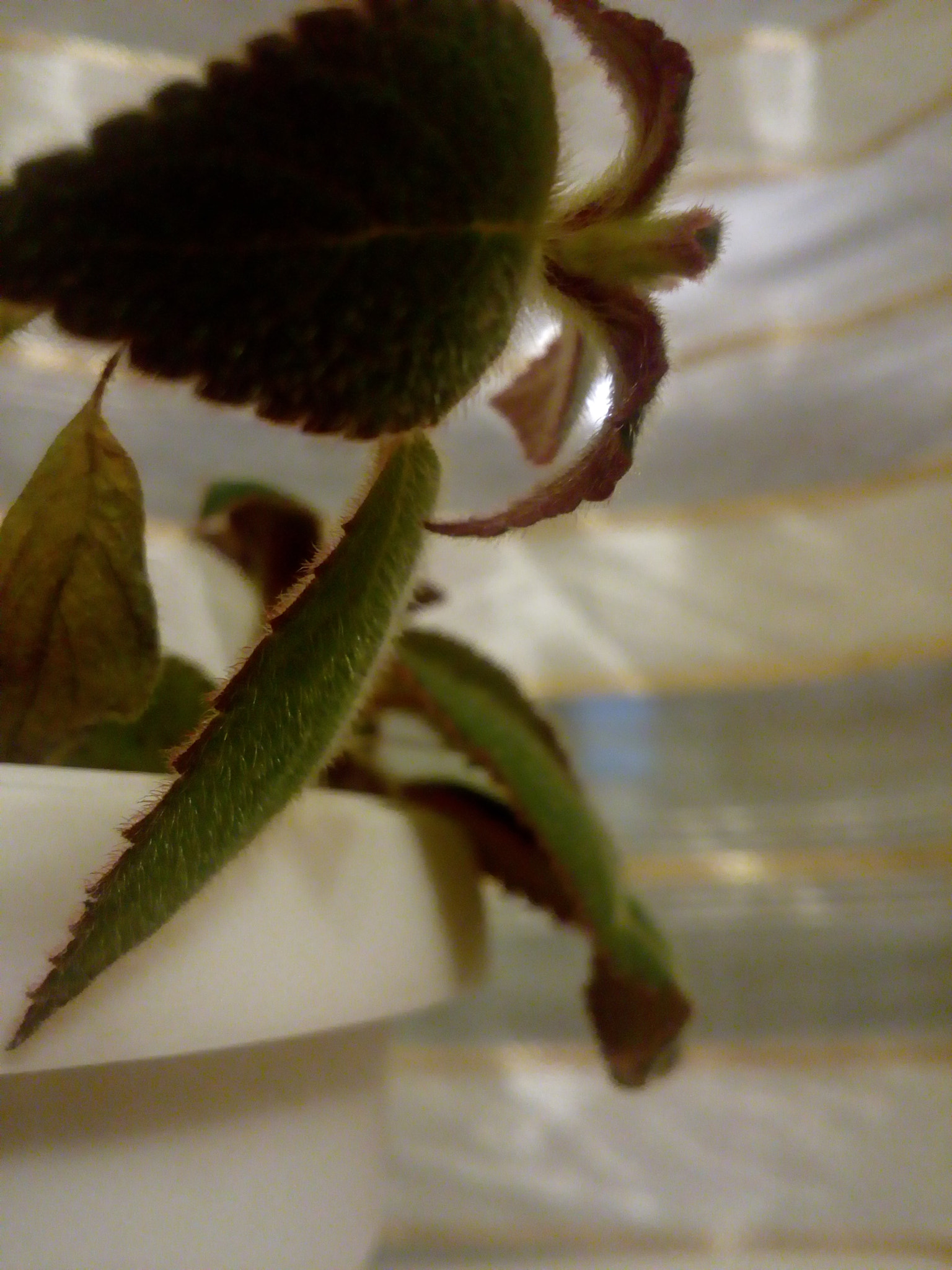 Lenovo VIBE K10 sample photo
