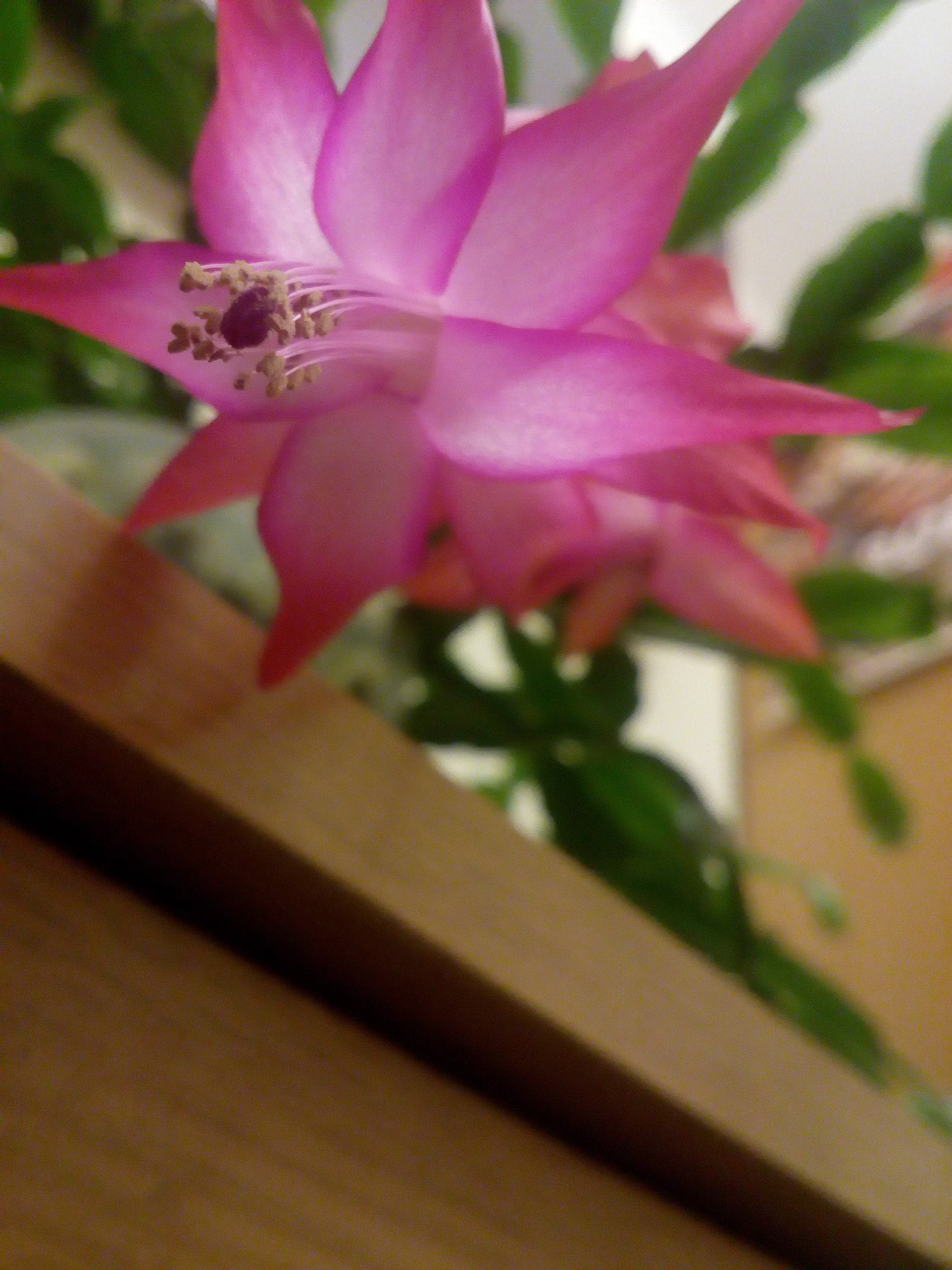 Lenovo VIBE K10 sample photo