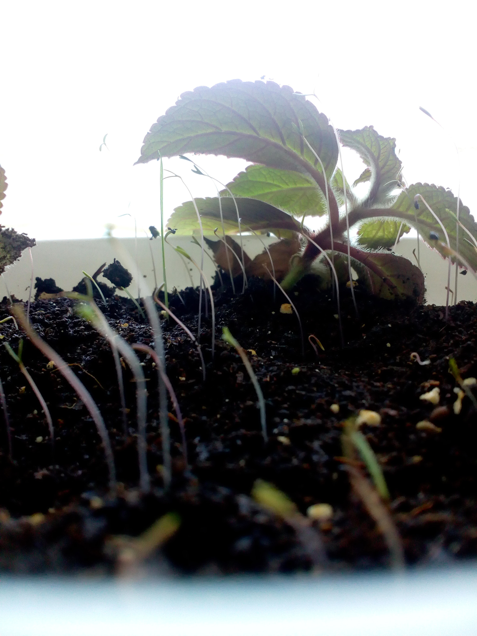 Lenovo VIBE K10 sample photo