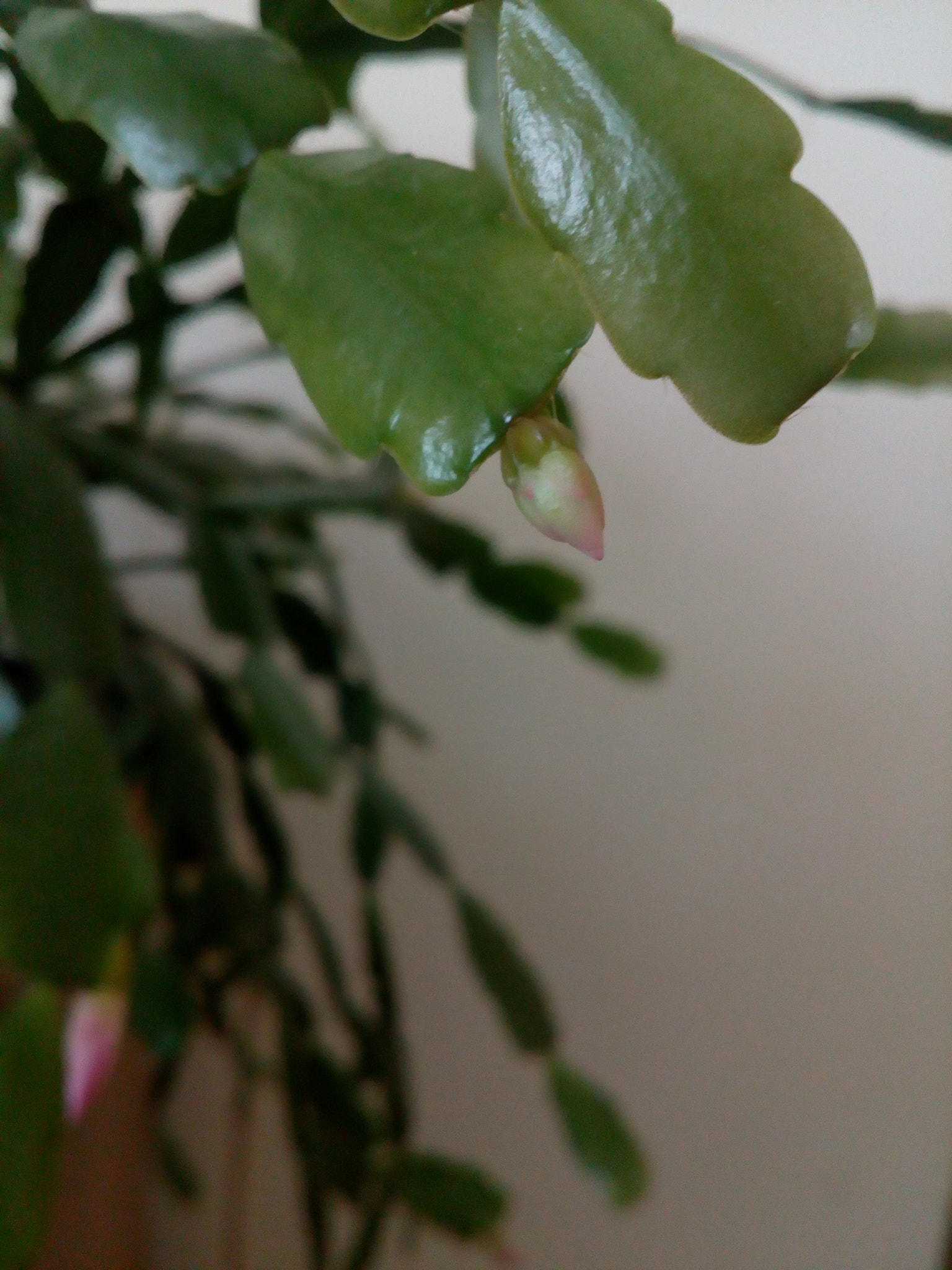 Lenovo VIBE K10 sample photo
