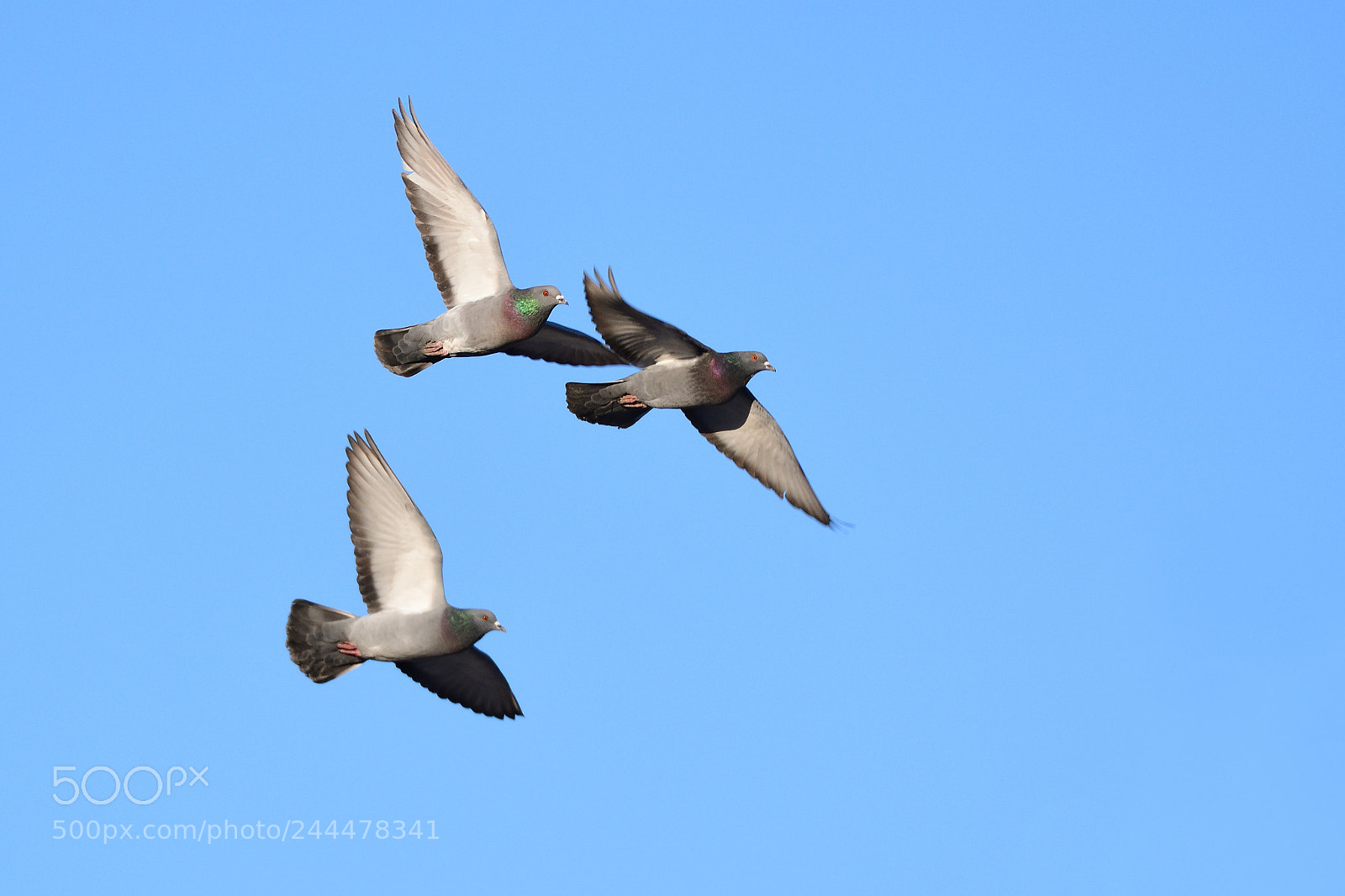 Nikon D500 sample photo. Fly photography
