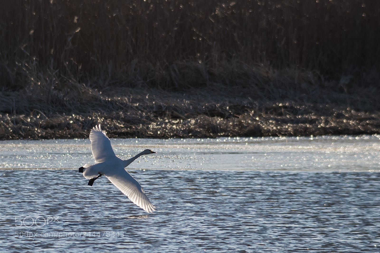 Pentax K-1 sample photo. Swan's fly photography