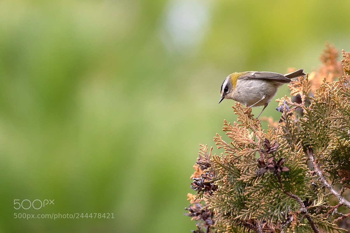 Canon EOS 7D Mark II sample photo. Firecrest photography