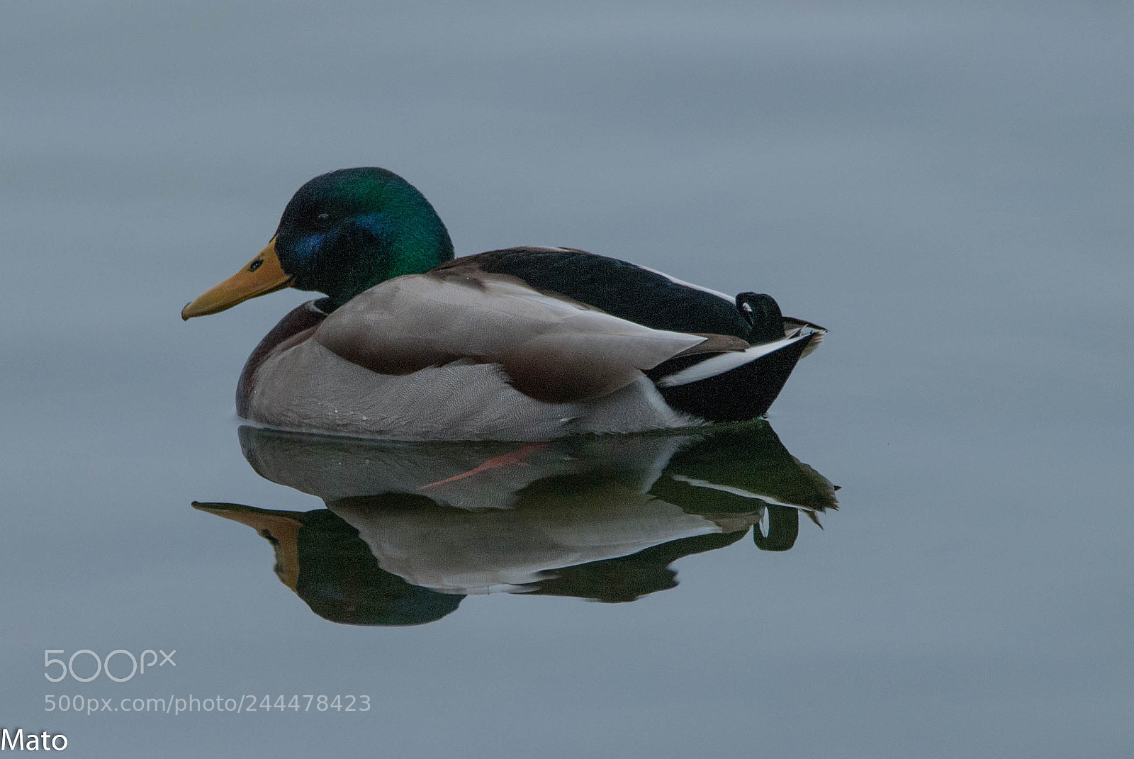 Nikon D80 sample photo. Quack photography