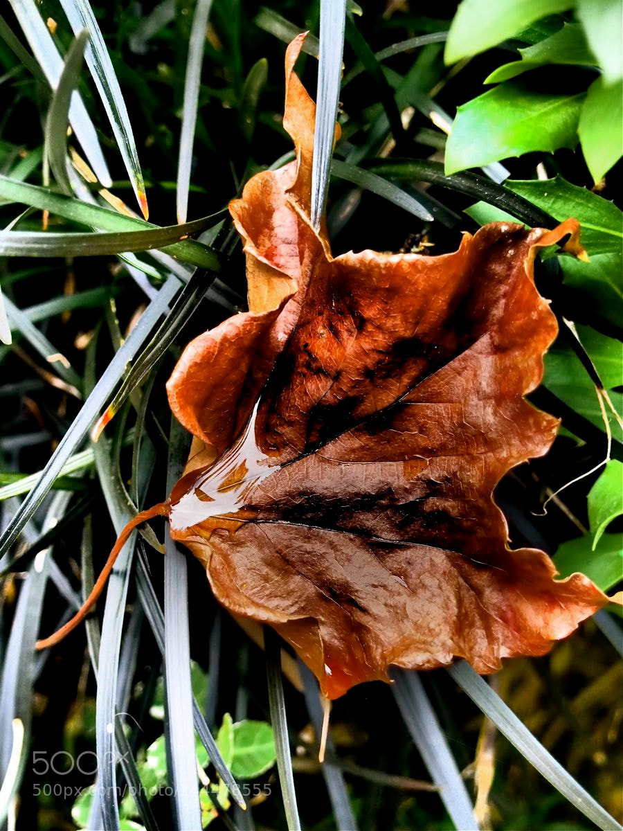 Olympus OM-D E-M5 sample photo. Touche d automne photography