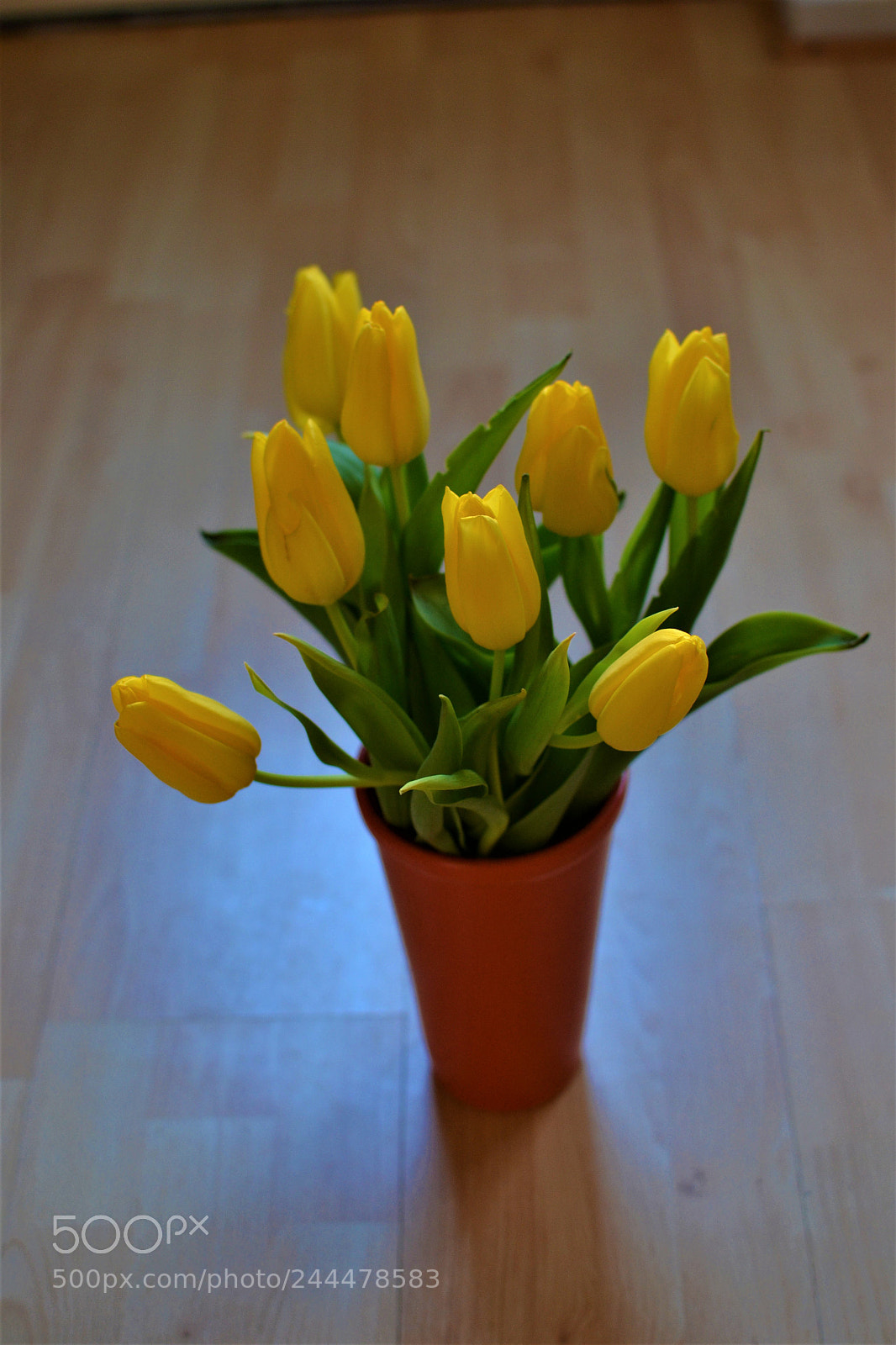 Nikon D3100 + Nikon AF-S DX Nikkor 35mm F1.8G sample photo. A bouquet of the photography