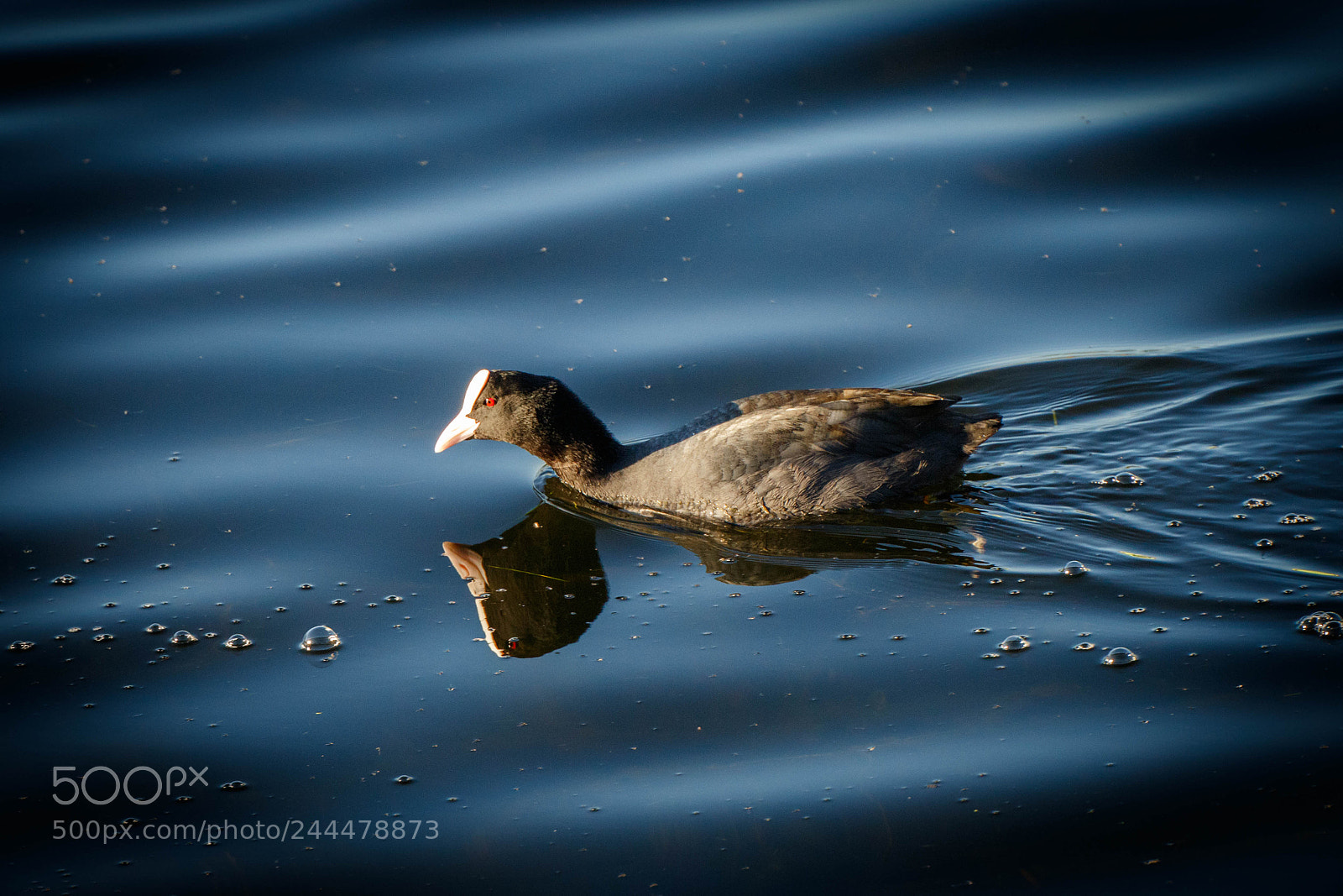 Canon EOS 7D Mark II sample photo. Focha comun photography