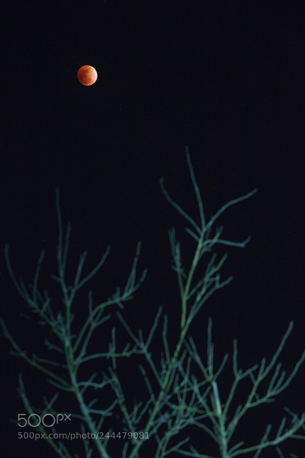 Canon EOS-1D X sample photo. Untitled photography