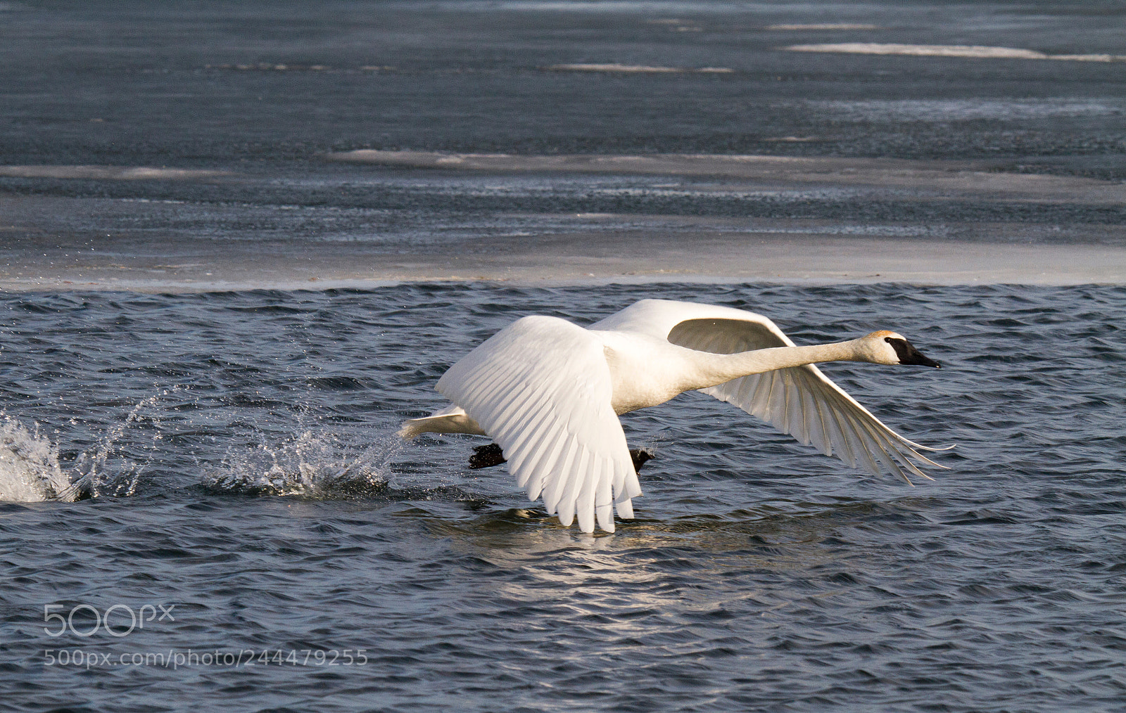 Canon EOS 7D sample photo. Trumpeter swan takeoff photography