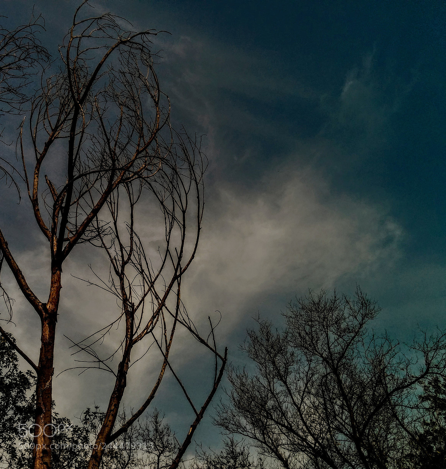 LG Nexus 5 sample photo. # scenery portion # photography