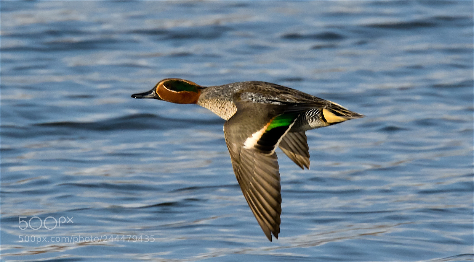 Nikon D500 sample photo. Wintertaling photography