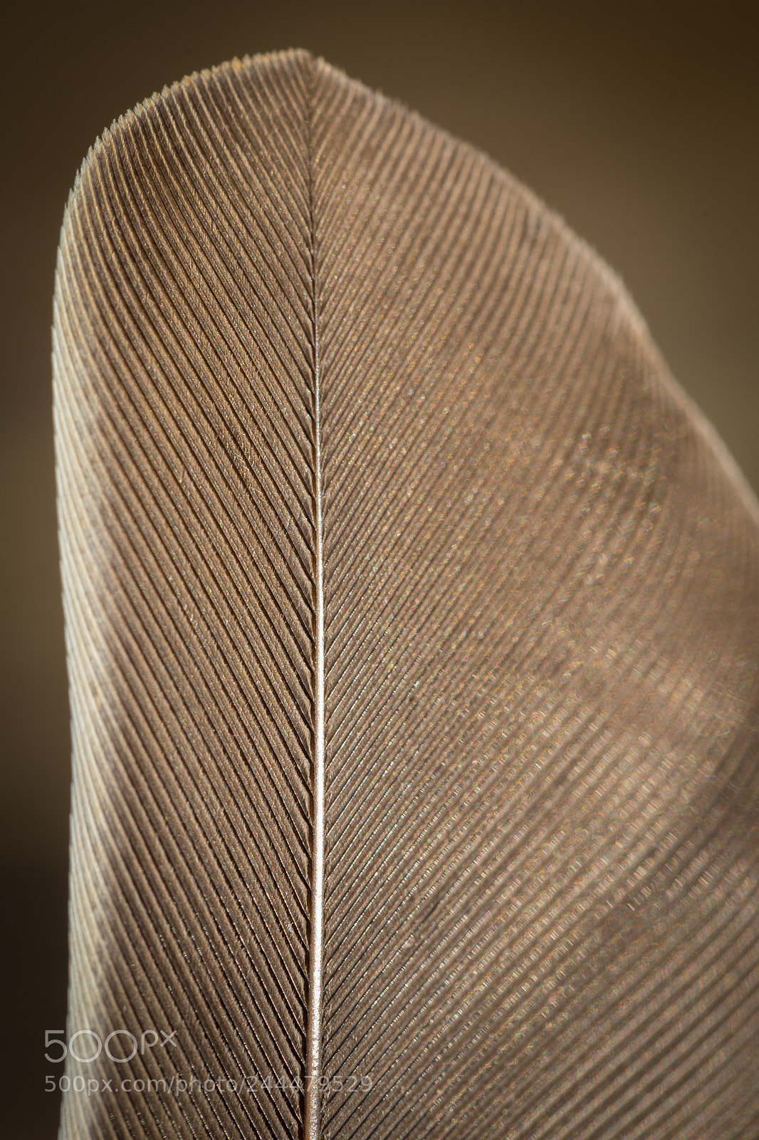Canon EOS 6D sample photo. Feather study (1 of 4) photography