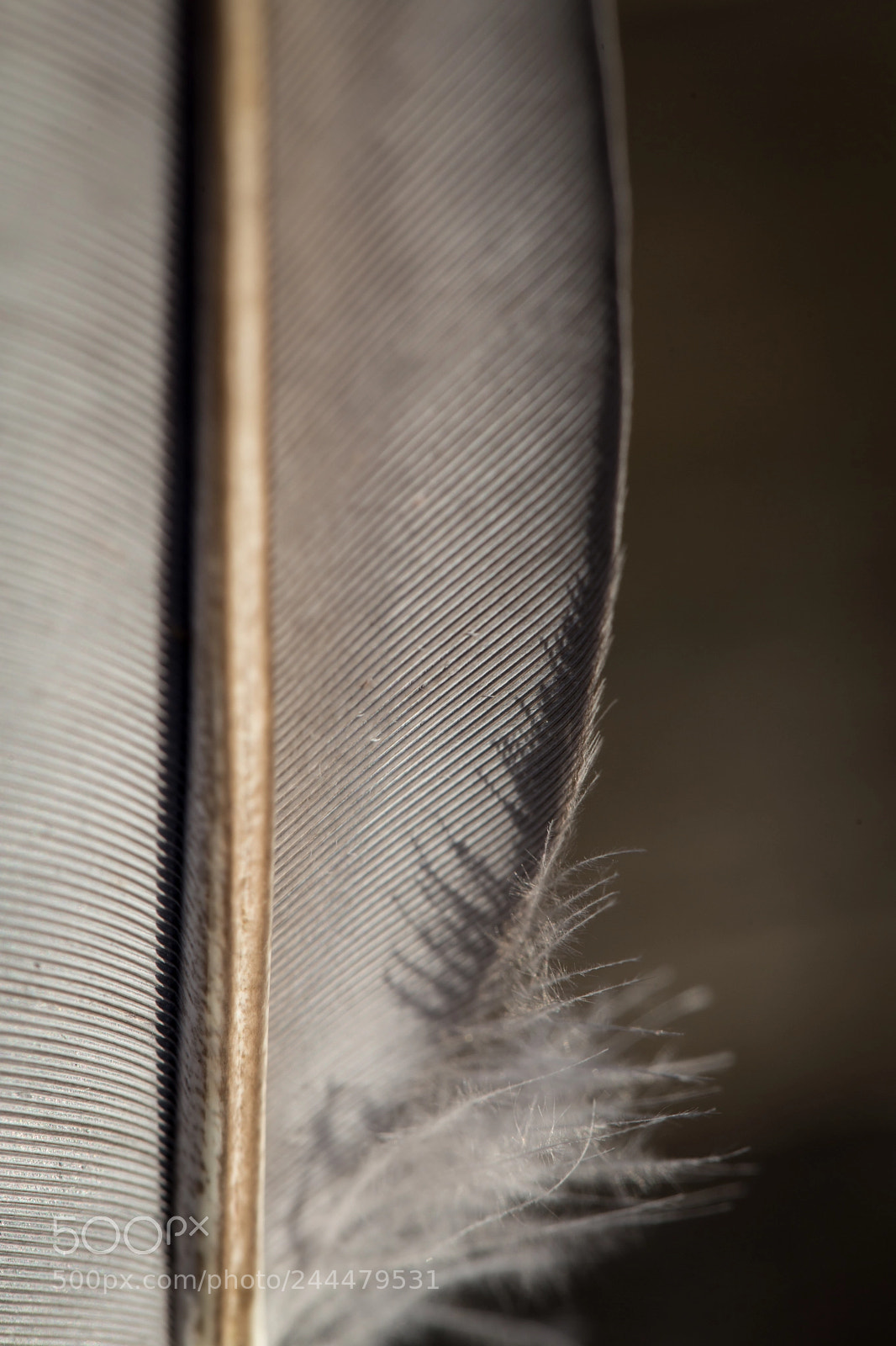 Canon EOS 6D sample photo. Feather study (2 of 4) photography