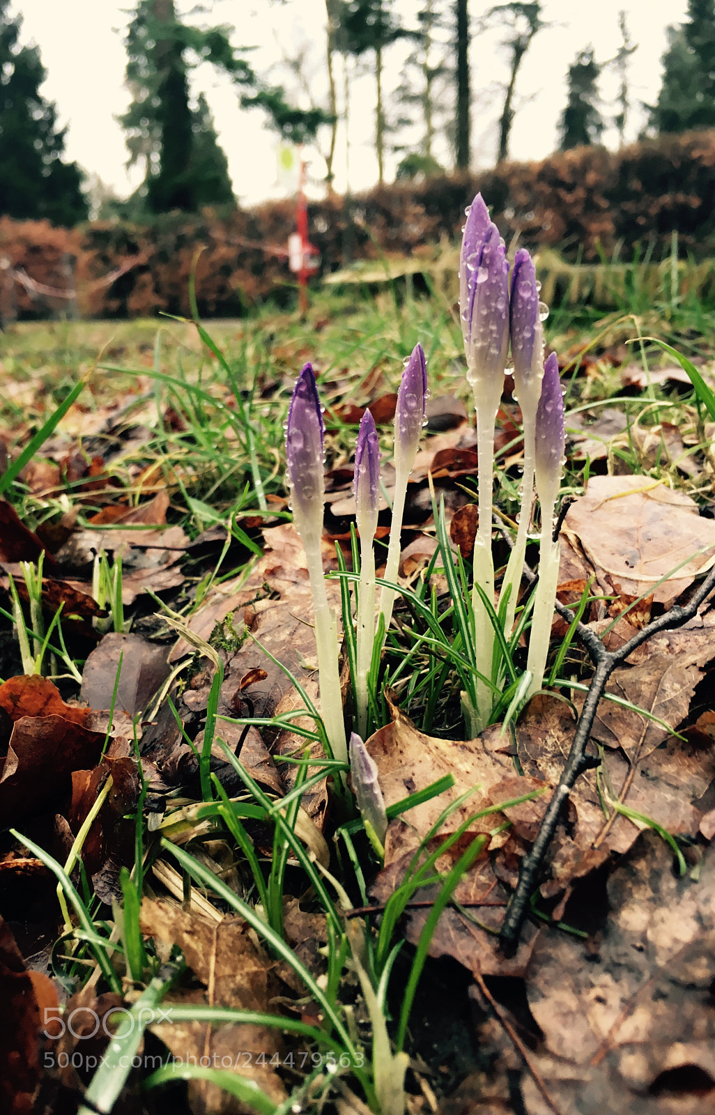 Apple iPhone 6s sample photo. Crocus in the rayn photography