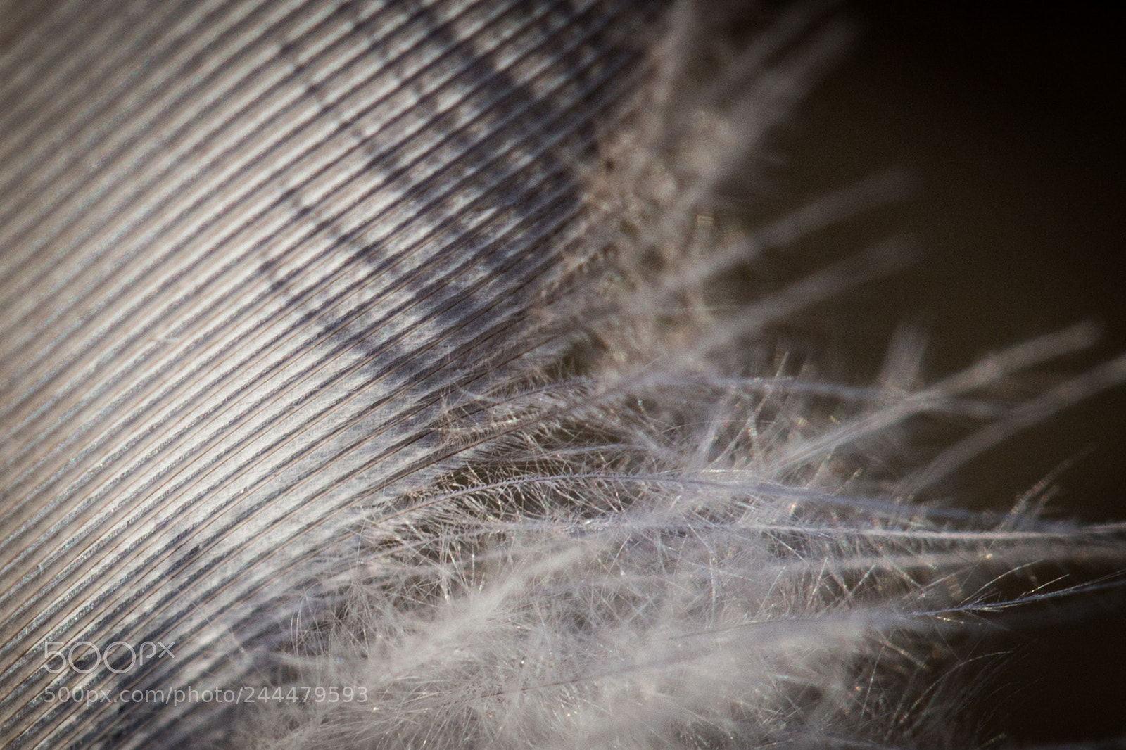 Canon EOS 6D sample photo. Feather study (3 of 4) photography