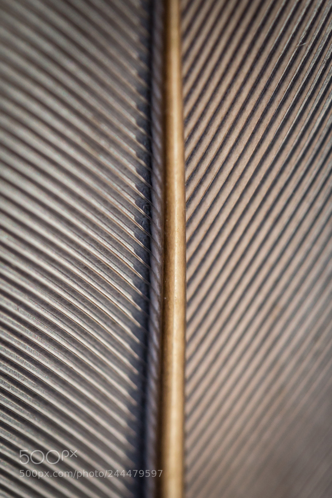 Canon EOS 6D sample photo. Feather study (4 of 4) photography