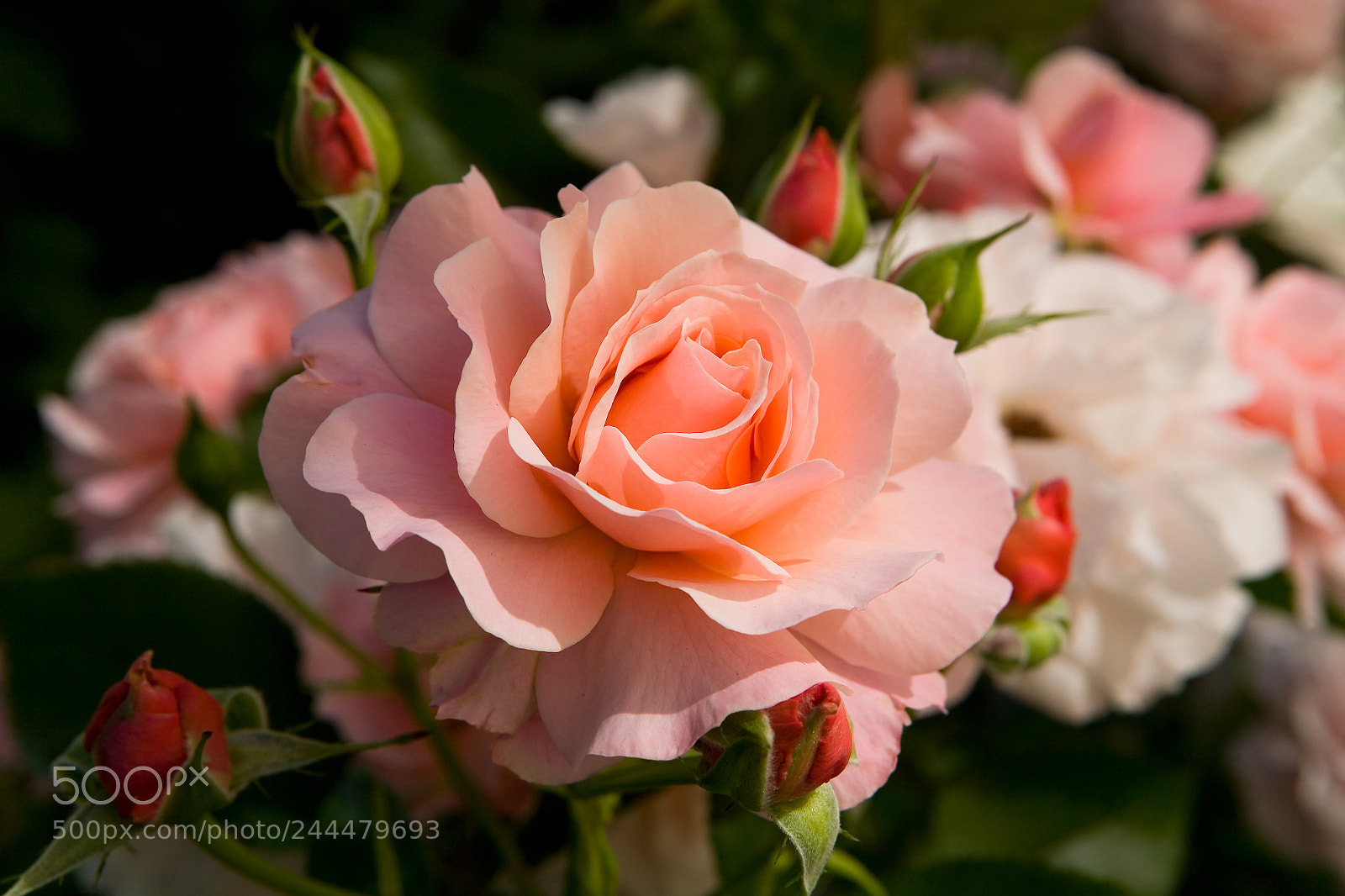 Canon EOS 5D sample photo. Blooming rose with delicate photography
