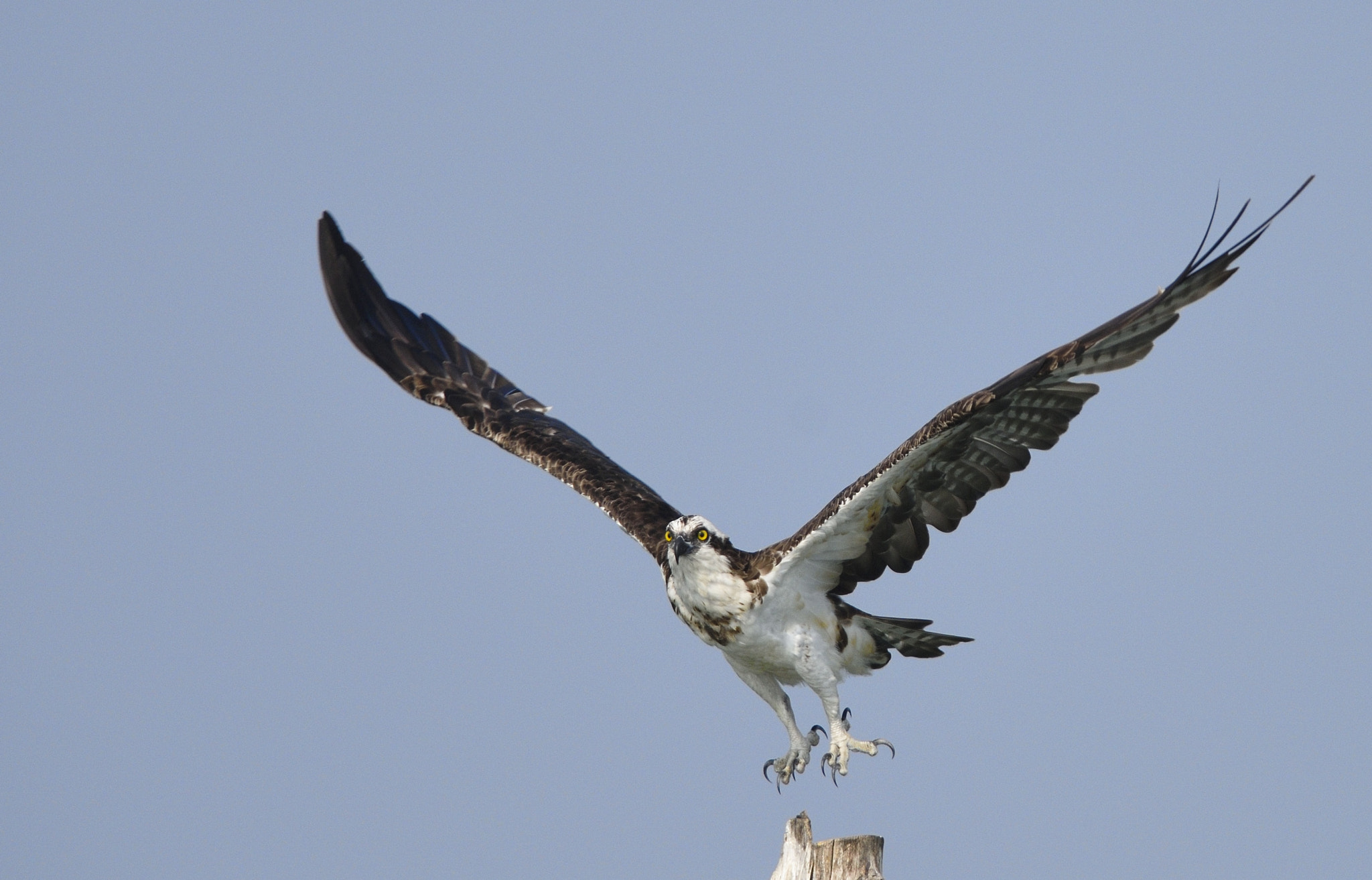 AF-S Nikkor 300mm f/2.8D IF-ED II sample photo. Dsc photography