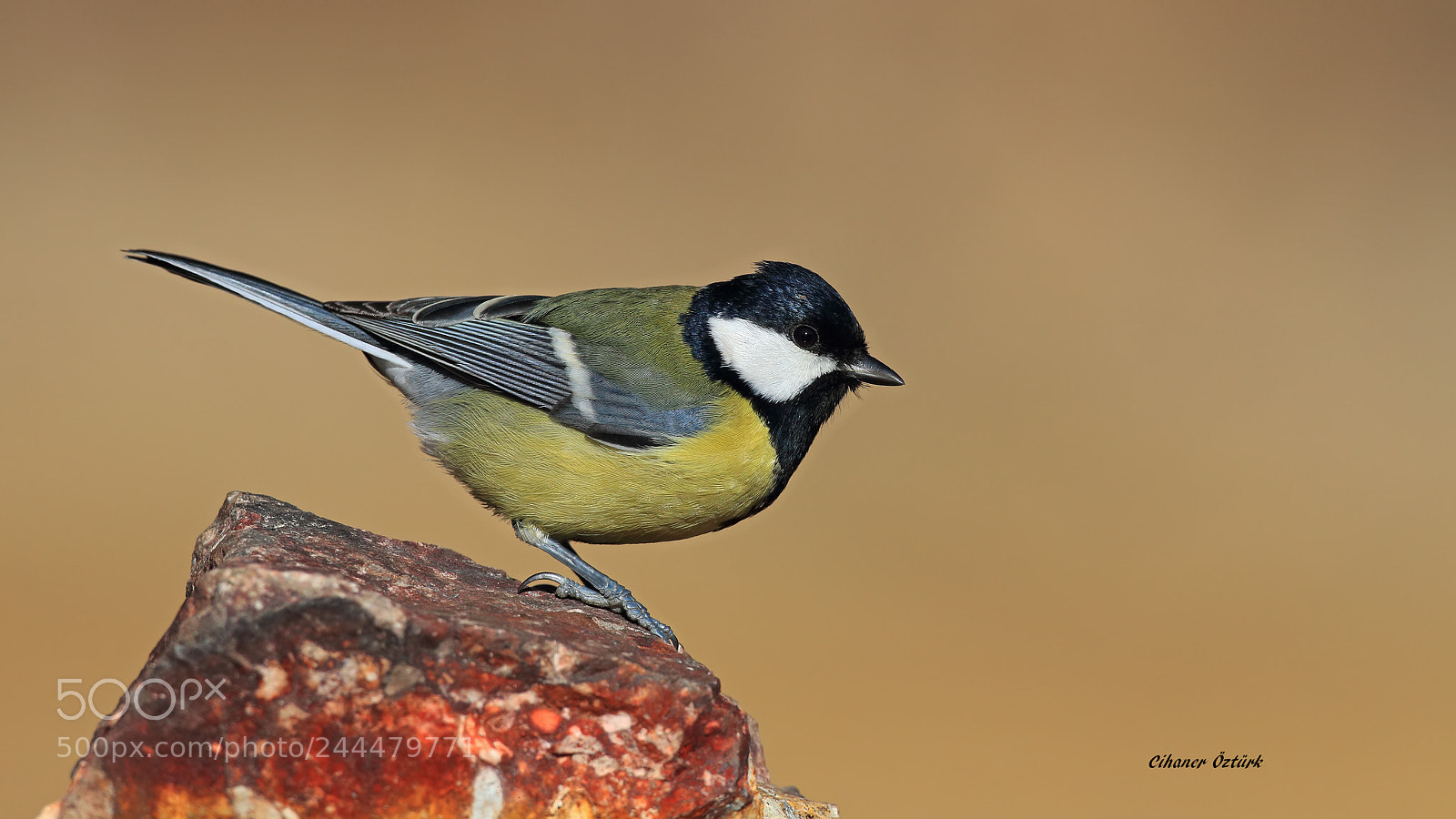 Canon EOS 70D sample photo. Great tit photography